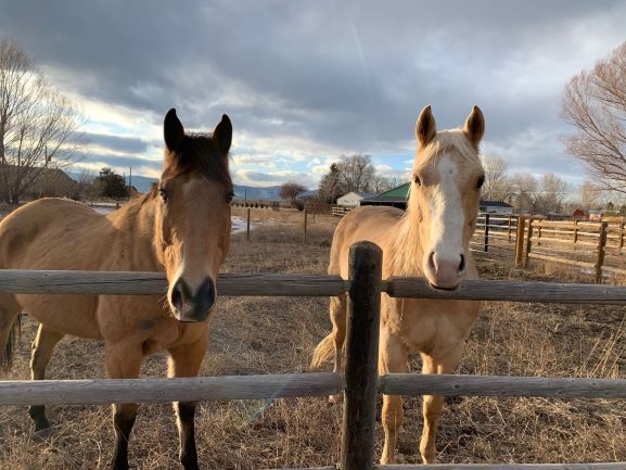 Horse boarding near me